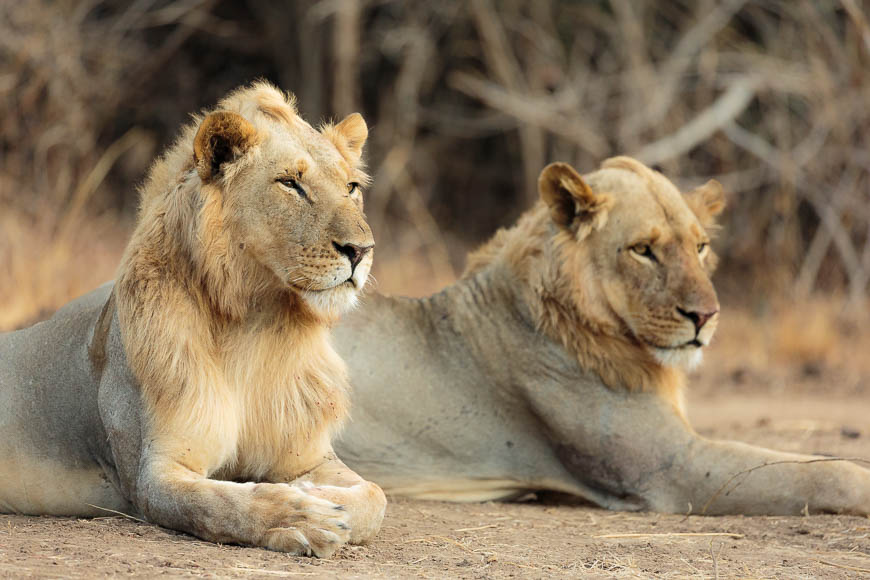 Wildlife image from photo safari with edward selfe in south luangwa national park.