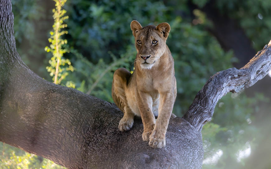 Images of wildlife from photo safari with edward selfe in south luangwa.