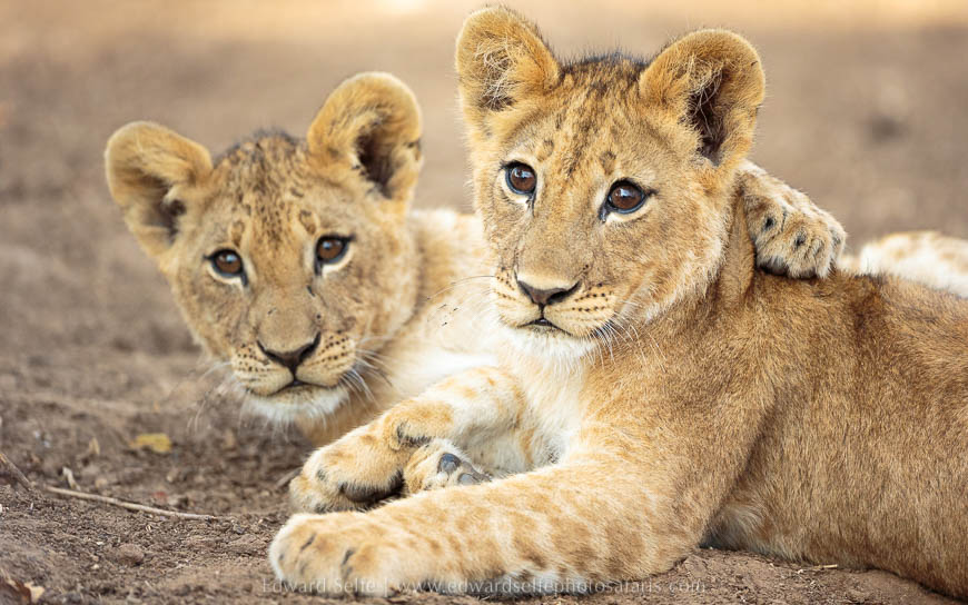 Wildlife image from photo safari with edward selfe in south luangwa national park.