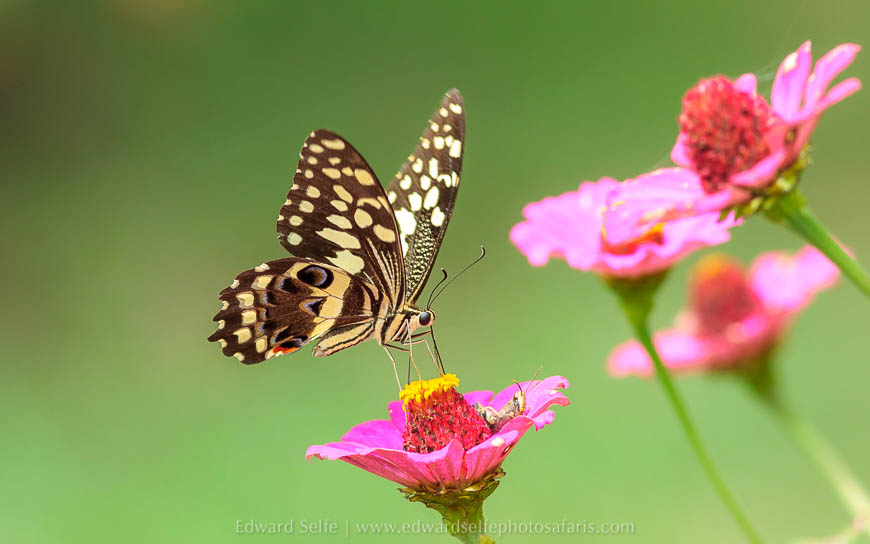 Wildlife image from photo safari with edward selfe in south luangwa national park.