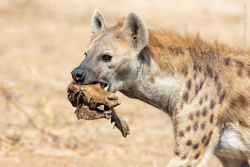A spotted hyaena carries an impalas muzzle