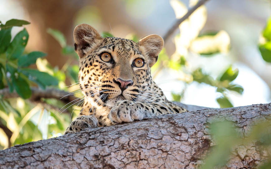 A leopard peers over a sausage tree branch in South Luangwa National Park