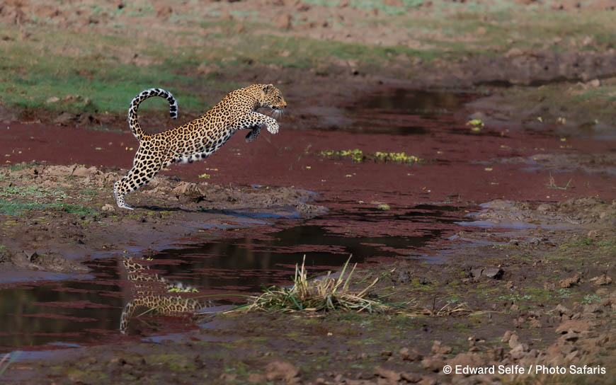 Wildlife image by edward selfe as part of a sequence leopard jumping across channel.