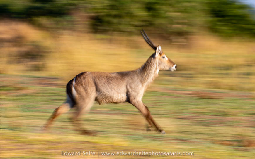 Wildlife image from photo safari with edward selfe.
