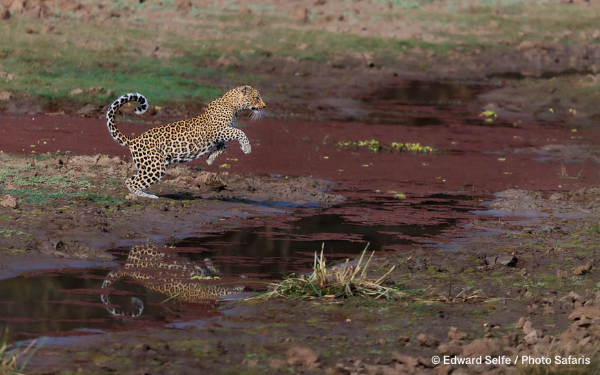 Wildlife image by edward selfe as part of a sequence leopard jumping across channel.