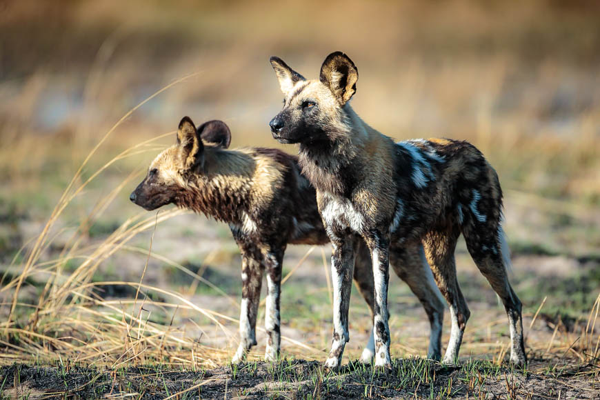 Images of wildlife from photo safari with edward selfe