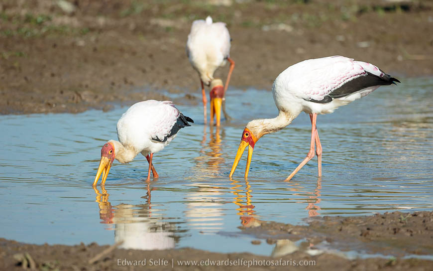 Wildlife image from photo safari with edward selfe in south luangwa national park.