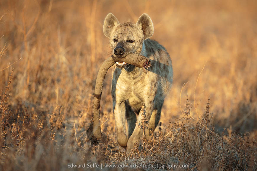Spotted hyaena carries an elephant’s tail on photo safari in south luangwa national park.