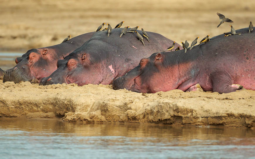 Images of wildlife from photo safari with edward selfe in the south luangwa np.
