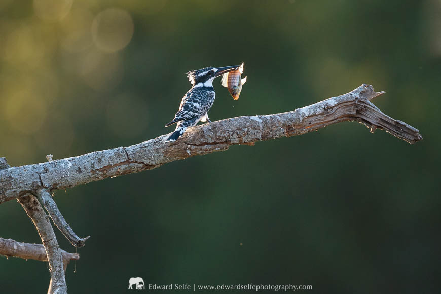 A pied kingfisher feeds on a small catch in Mana Pools National Park.