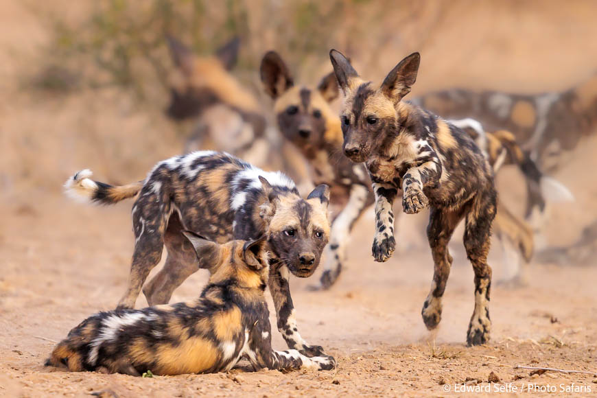 Image from exclusive luangwa photo safari by edward selfe