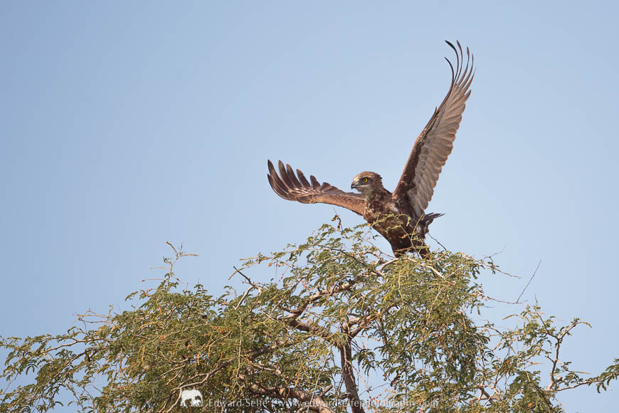 A brown snake-eagle lifts off in South Luangwa National Park.