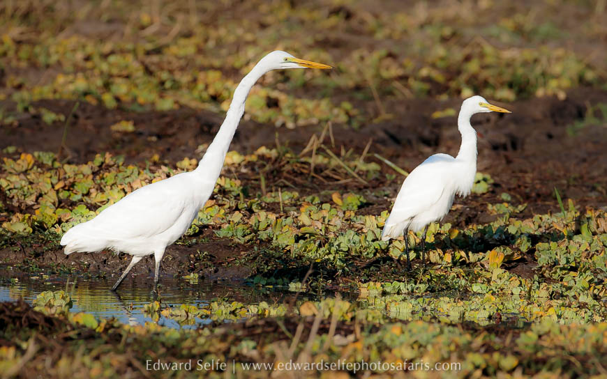 Wildlife image from photo safari with edward selfe.