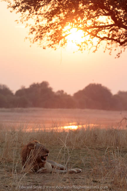 Wildlife image from photo safari with edward selfe.