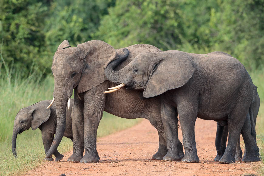A beautiful elephant scene in South Luangwa.