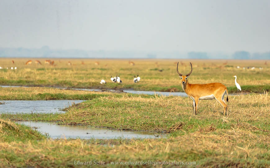 Wildlife image from a photo safari with edward selfe.