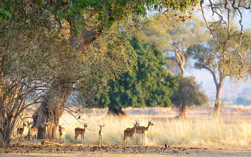 Wildlife image from photo safari with edward selfe.