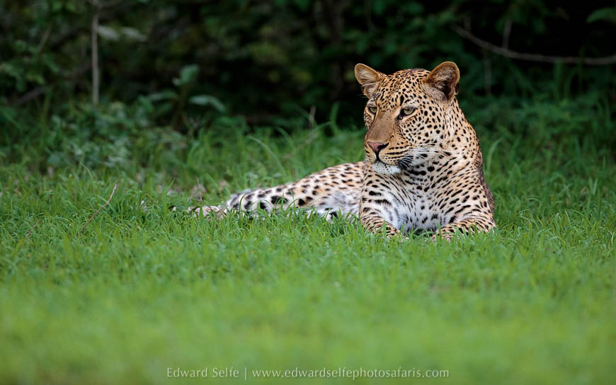 Wildlife image on photo safari with edward selfe in south luangwa national park.