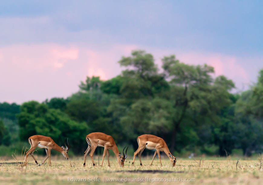 Wildlife image from photo safari with edward selfe in south luangwa national park.