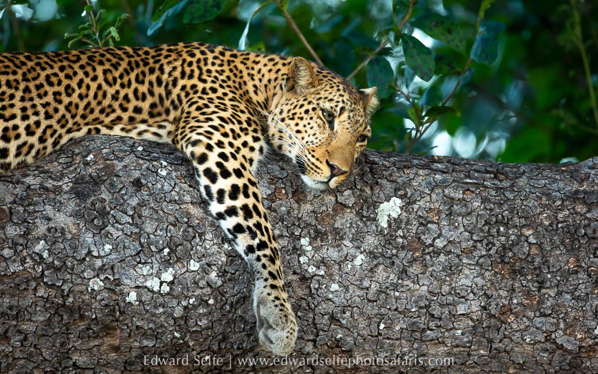 Wildlife image from photo safari with edward selfe.