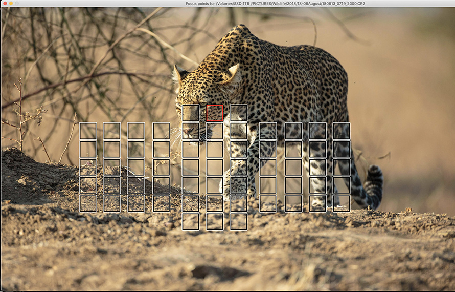 Leopard on photo safari with edward selfe in south luangwa national park.