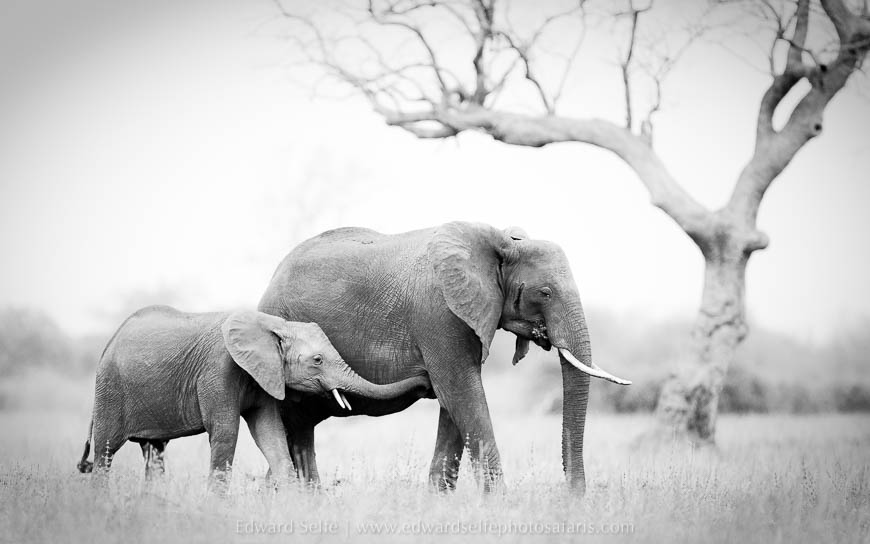Wildlife image from photo safari with edward selfe in south luangwa national park.