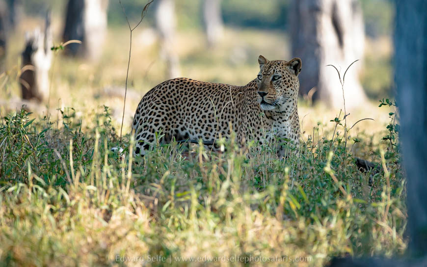 Wildlife image from photo safari with edward selfe.