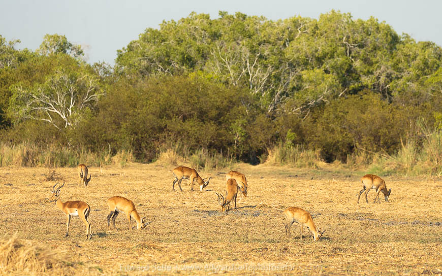 Wildlife image from photo safari with edward selfe safaris.