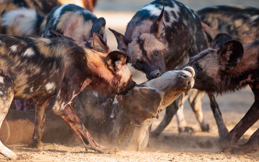 Images of wildlife from photo safari with edward selfe in zambia.
