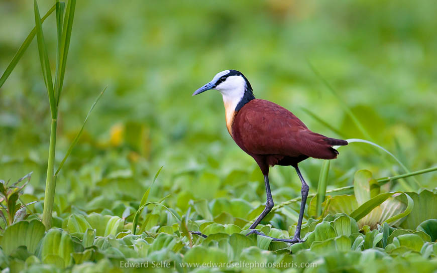 Wildlife image from photo safari with edward selfe.