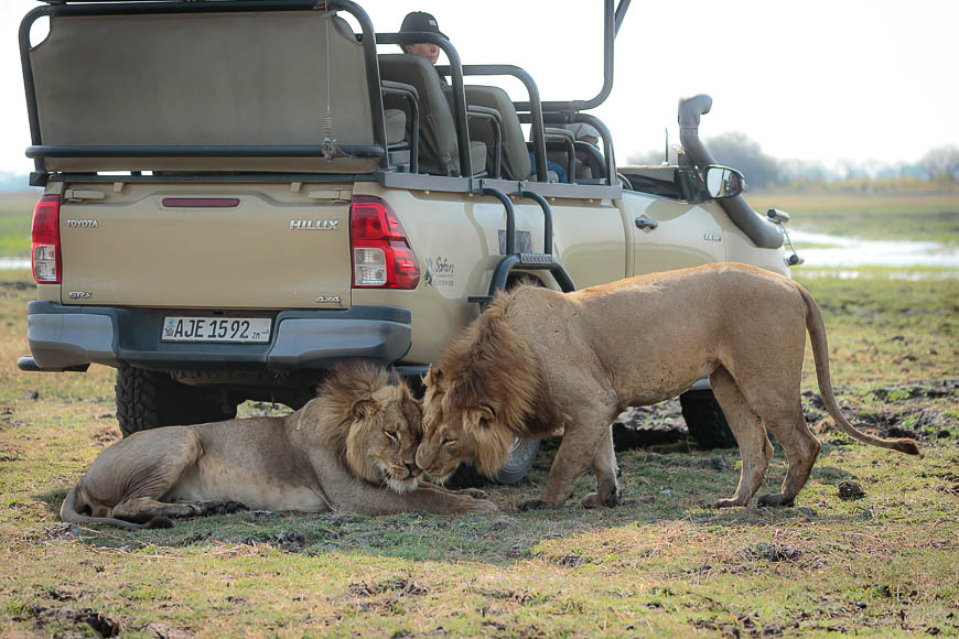 Images of wildlife from photo safari with edward selfe in the kafue national park.