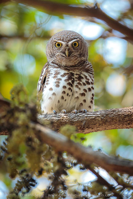 Wildlife image from a photo safari with edward selfe.