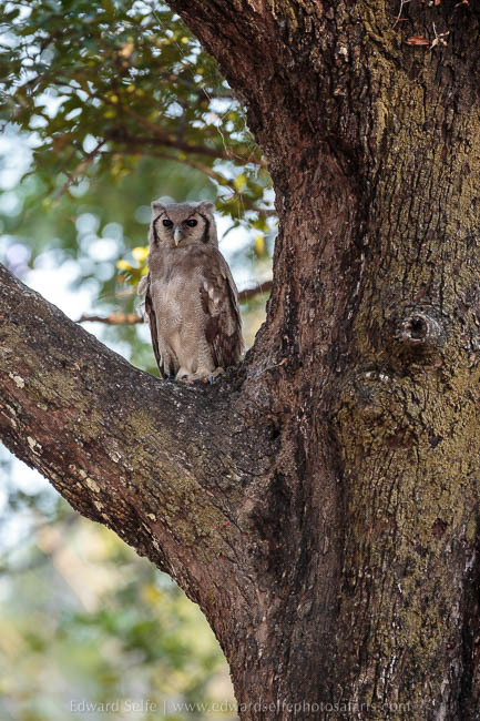 Wildlife image from photo safari with edward selfe in south luangwa national park.