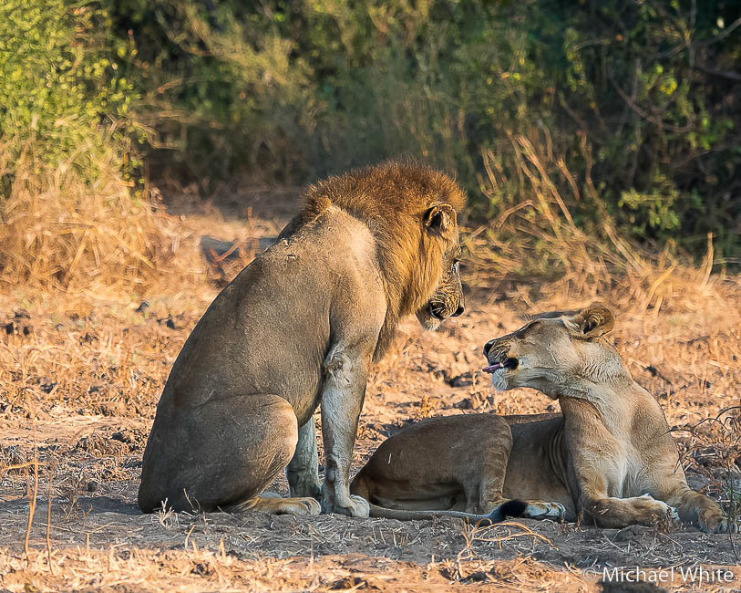 Mike white’s image of wildlife from photo safari with edward selfe in zambia.