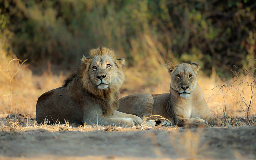 Images of wildlife from photo safari with edward selfe in the nsefu sector.