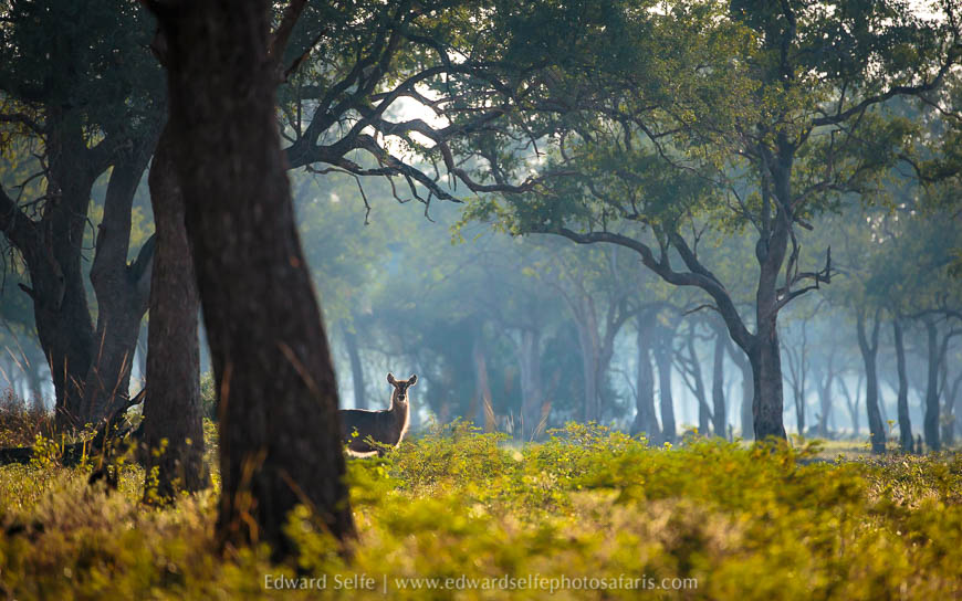 Wildlife image from photo safari with edward selfe.