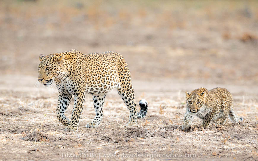 Wildlife image from photo safari with edward selfe.