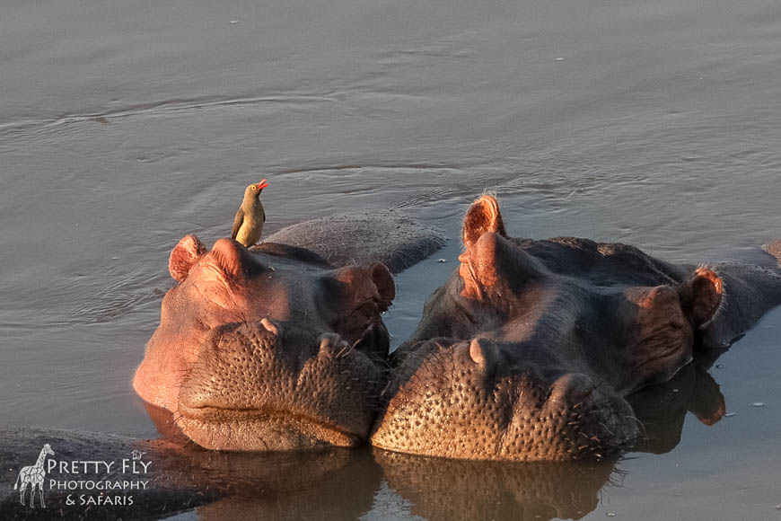 Wildlife image from photo safari with edward selfe in south luangwa national park.