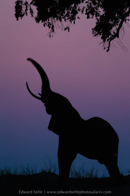 Wildlife image on photo safari with edward selfe in south luangwa national park.