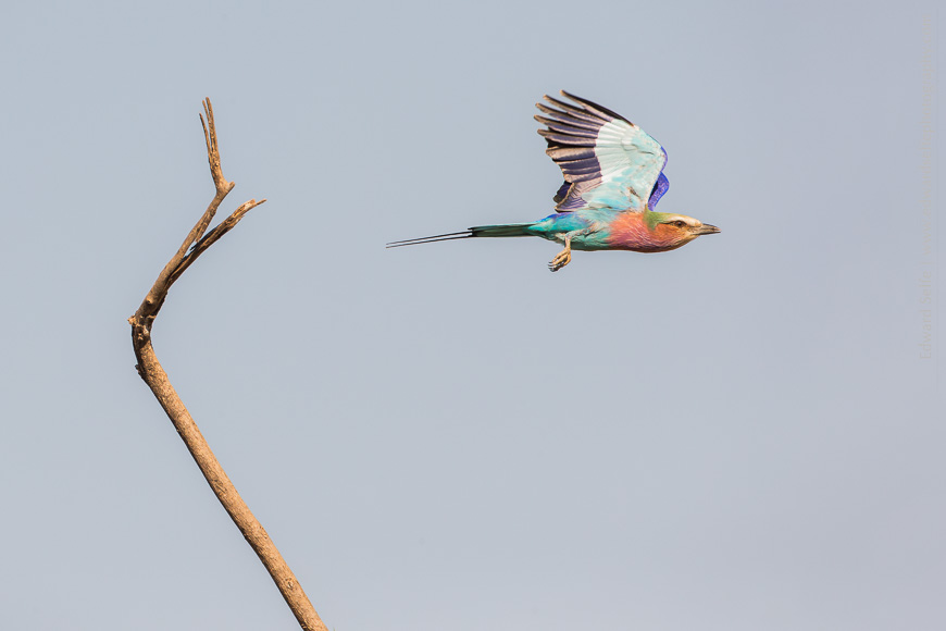 A lilac-breasted roller takes flight from a small twig.