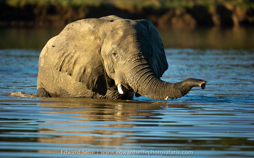 Wildlife image from photo safari with edward selfe.