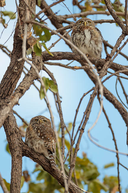 Images of wildlife from photo safari with edward selfe in the south luangwa np.