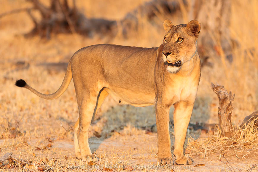 Wildlife image on photo safari with edward selfe in south luangwa national park.
