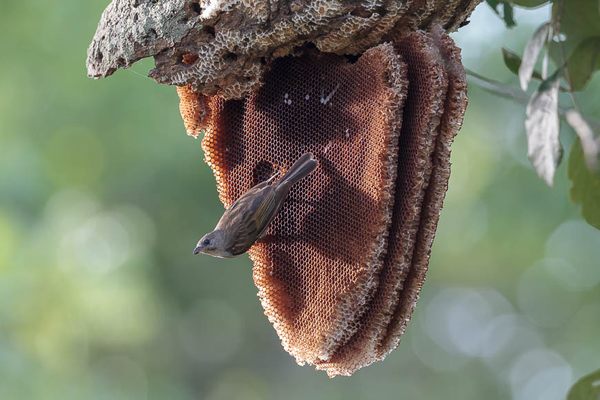 A lesser honeyguide feeds from a bee hive in South Luangwa.