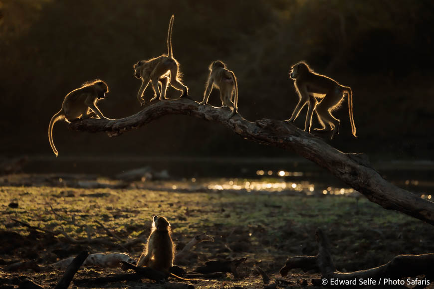Image from exclusive luangwa photo safari by edward selfe
