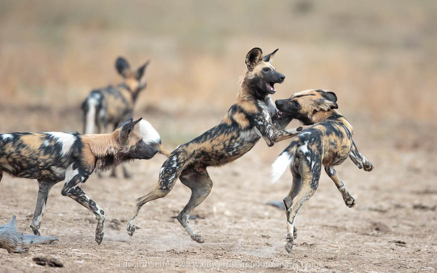 Wild dogs socialising on photo safari in south luangwa national park.