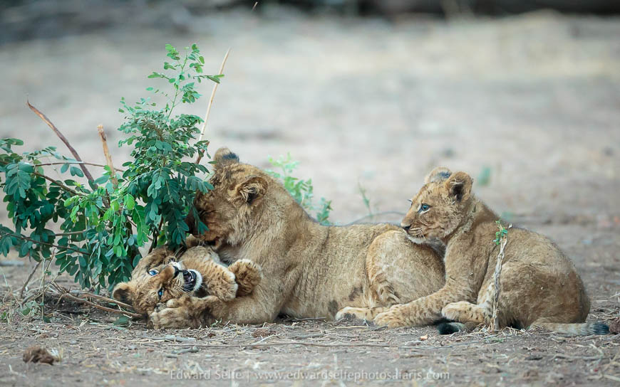 Wildlife image from a photo safari with edward selfe.