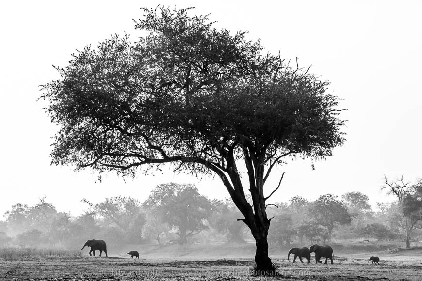 Wildlife image from photo safari with edward selfe in south luangwa national park.