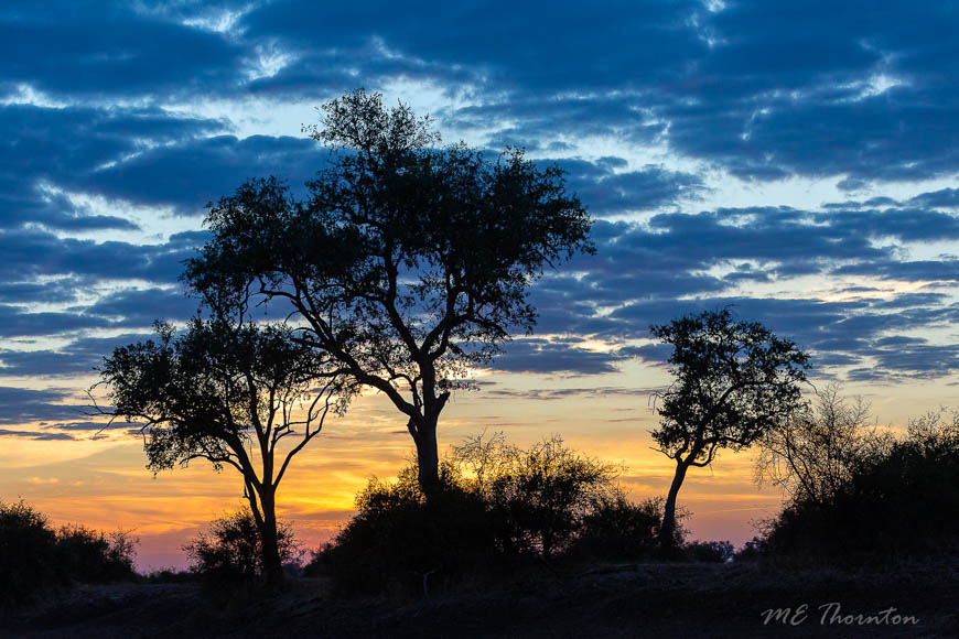 Wildlife image by michael thornton from photo safari in south luangwa with edward selfe.