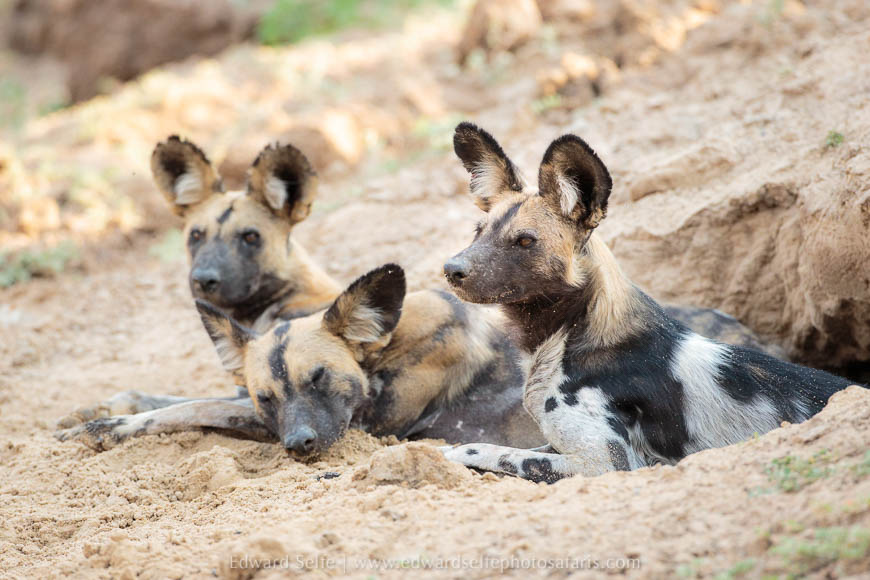 Wildlife image from photo safari with edward selfe in south luangwa national park.
